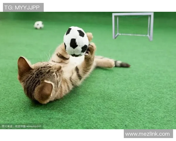 猫咪与足球的完美结合有哪些明星球员值得关注和喜爱